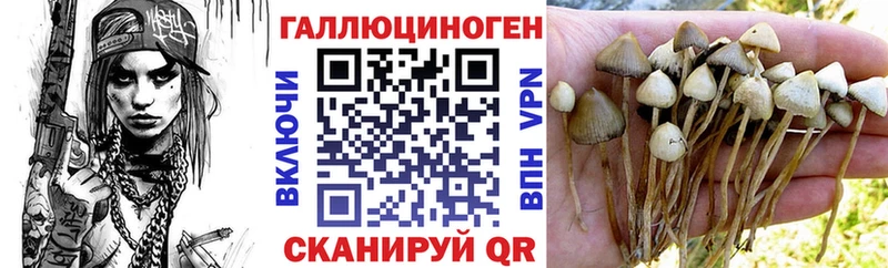 Псилоцибиновые грибы Cubensis  Пикалёво 